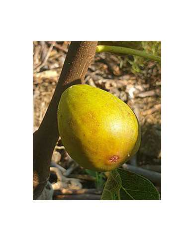 Bio Feigenbaum Melanzana (*)