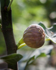 biofeigenbaummichurinska10 biofeigenbaummichurinska10