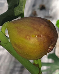 Bio Feigenbaum Michurinska 10 (*)