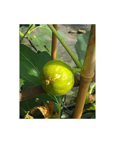 biofeigenbaummichurinskagreen