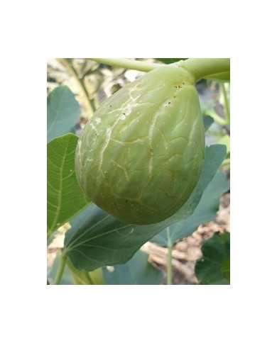 Bio Feigenbaum Morro de Bou (*)