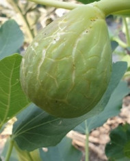 Bio Feigenbaum Morro de Bou (*)