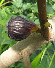 Bio Feigenbaum Negretta (*)