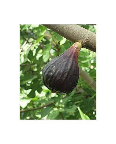 Bio Feigenbaum Negretta (*)