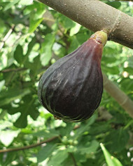 Bio Feigenbaum Negretta (*)