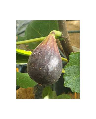 biofeigenbaumnegrettedeporquerolles