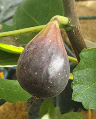 biofeigenbaumnegrettedeporquerolles biofeigenbaumnegrettedeporquerolles