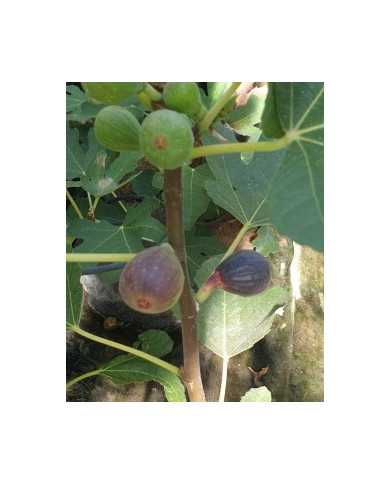 Bio Feigenbaum Negrette de Porquerolles (*)