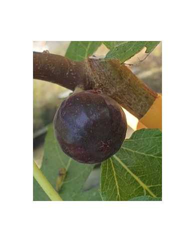 Bio Feigenbaum Negrette de Porquerolles (*)