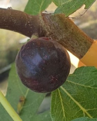 Bio Feigenbaum Negrette de Porquerolles (*) Bio Feigenbaum Negrette de Porquerolles (*)