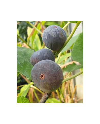 biofeigenbaumnoiredebarbentane