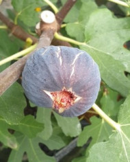 biofeigenbaumnoiredebellone