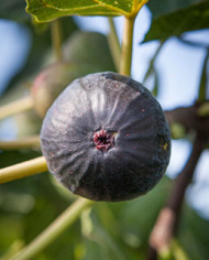 biofeigenbaumnoiredecaromb biofeigenbaumnoiredecaromb