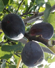 Bio Feigenbaum Noire de Caromb