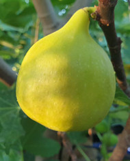 Bio Feigenbaum Pag 3 (*)