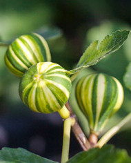 Bio Feigenbaum Panachée (*)