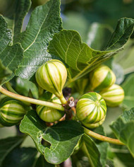 Bio Feigenbaum Panachée (*)