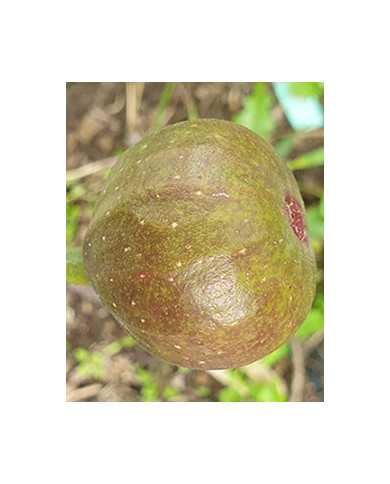 biofeigenbaumpaneevinoscuro