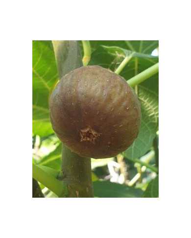 Bio Feigenbaum Pane e Vino Scuro (*)