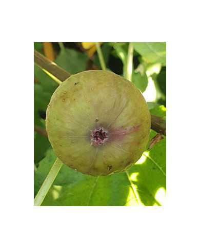 Bio Feigenbaum Pane e Vino Scuro (*)