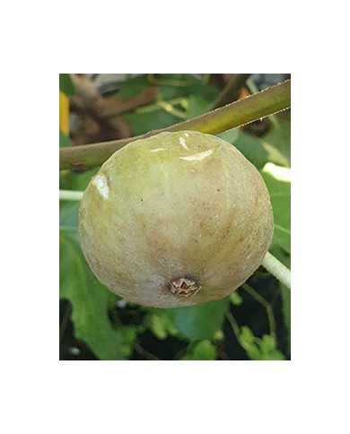 Bio Feigenbaum Pane e Vino Scuro (*)