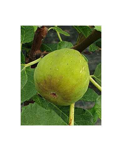 biofeigenbaumparadisobianco