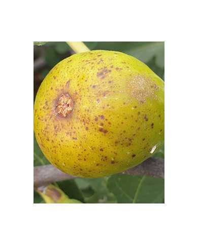 biofeigenbaumpetershoney