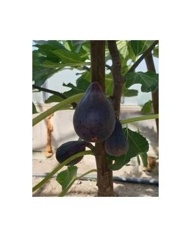 Bio Feigenbaum Petite negri (**)