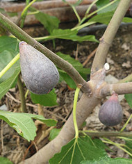 Bio Feigenbaum Petite negri (**) Bio Feigenbaum Petite negri (**)