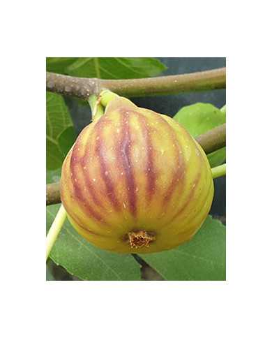 biofeigenbaumpetrovacacrna