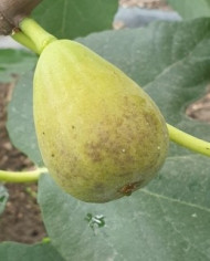 biofeigenbaumpontetresaoriginal