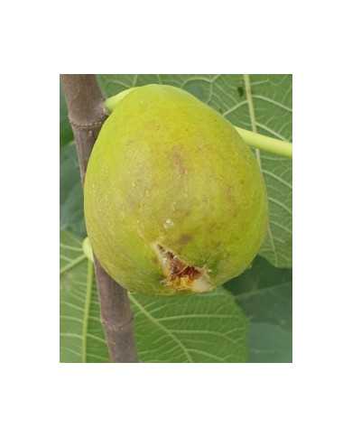 Bio Feigenbaum Ponte Tresa Original (***)