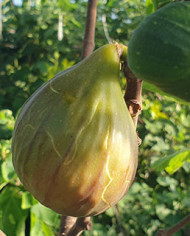 Bio Feigenbaum Purple (*)