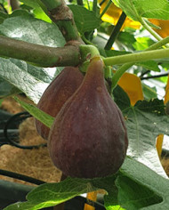 Bio Feigenbaum Radford (**)