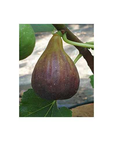 biofeigenbaumravindecalce