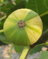 biofeigenbaumrigatodelsalento