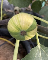 Bio Feigenbaum Rigato del Salento (**) Bio Feigenbaum Rigato del Salento (**)