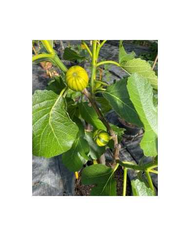 Bio Feigenbaum Rigato del Salento (**)