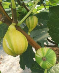 Bio Feigenbaum Rigato del Salento (**) Bio Feigenbaum Rigato del Salento (**)