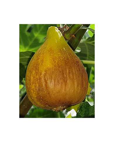 biofeigenbaumroscesignora