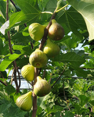 Bio Feigenbaum Rosso di Trani (*)