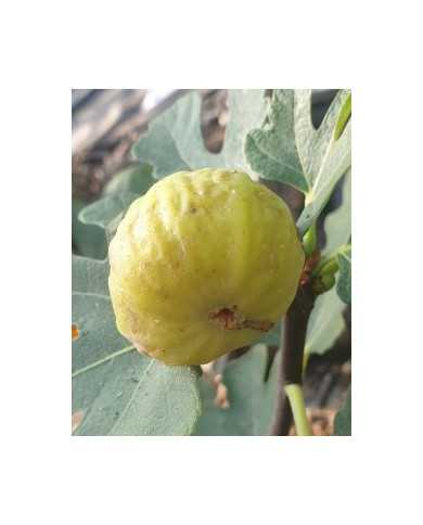 biofeigenbaumsaintpierre