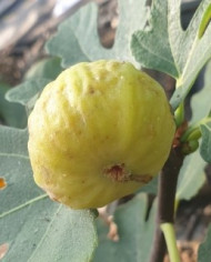 biofeigenbaumsaintpierre