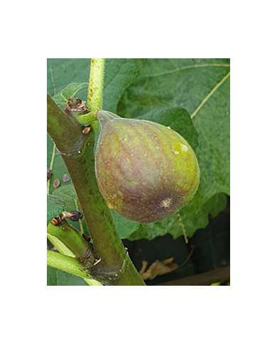Bio Feigenbaum Sal´s Fig (**)