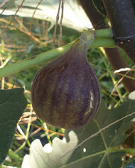 biofeigenbaumsalemdark