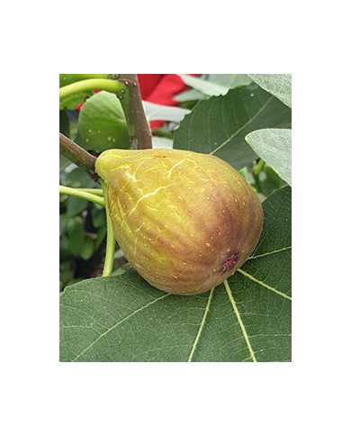 Bio Feigenbaum Samsun (*)