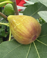 Bio Feigenbaum Samsun (*)