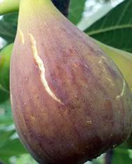 Bio Feigenbaum Samsun (*)