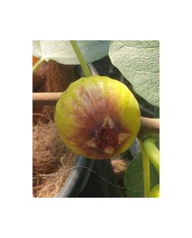 Bio Feigenbaum San Mango (**)