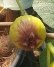 Bio Feigenbaum San Mango (**)